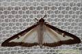 037_P9230224uw_zavijec_motyl