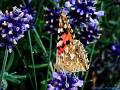 049_P7031180_babocka_bodlak