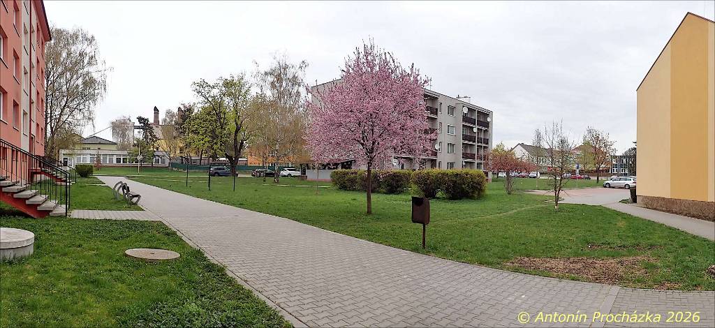 012_P4146818-6820.jpg - Ivanovice na Hané 14. 4. 2026