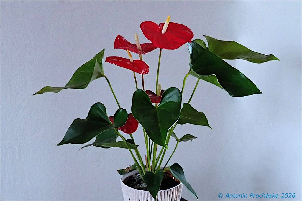 348_P3286774w.jpg - Toulitka Andréova (Anthurium andraeanum) –  Toulitky mají své drobné květy rozprostřené v palicovitém květenství s nápadným, vytrvalým listenem (toulcem). Toulec bývá různého tvaru a barvu mívá bílou, smetanovou, růžovou, lososovou, světle nebo tmavě červenou, hnědou, zelenou nebo též bývá vícebarevný.