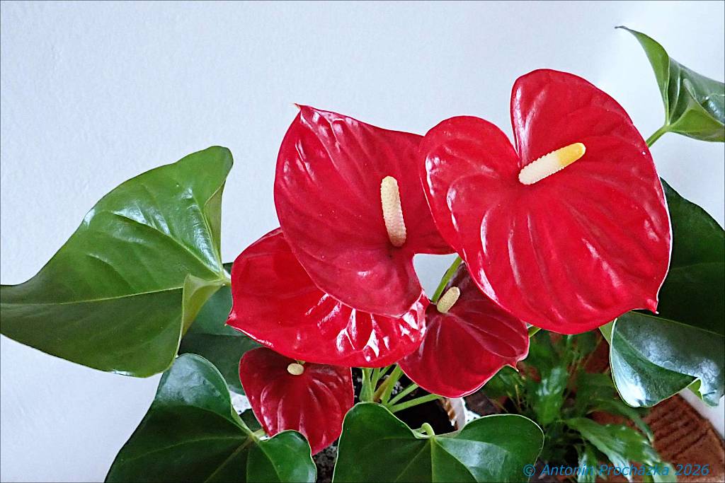 349_P3286775w.jpg - Toulitka Andréova (Anthurium andraeanum) –  Toulitky mají své drobné květy rozprostřené v palicovitém květenství s nápadným, vytrvalým listenem (toulcem). Toulec bývá různého tvaru a barvu mívá bílou, smetanovou, růžovou, lososovou, světle nebo tmavě červenou, hnědou, zelenou nebo též bývá vícebarevný.