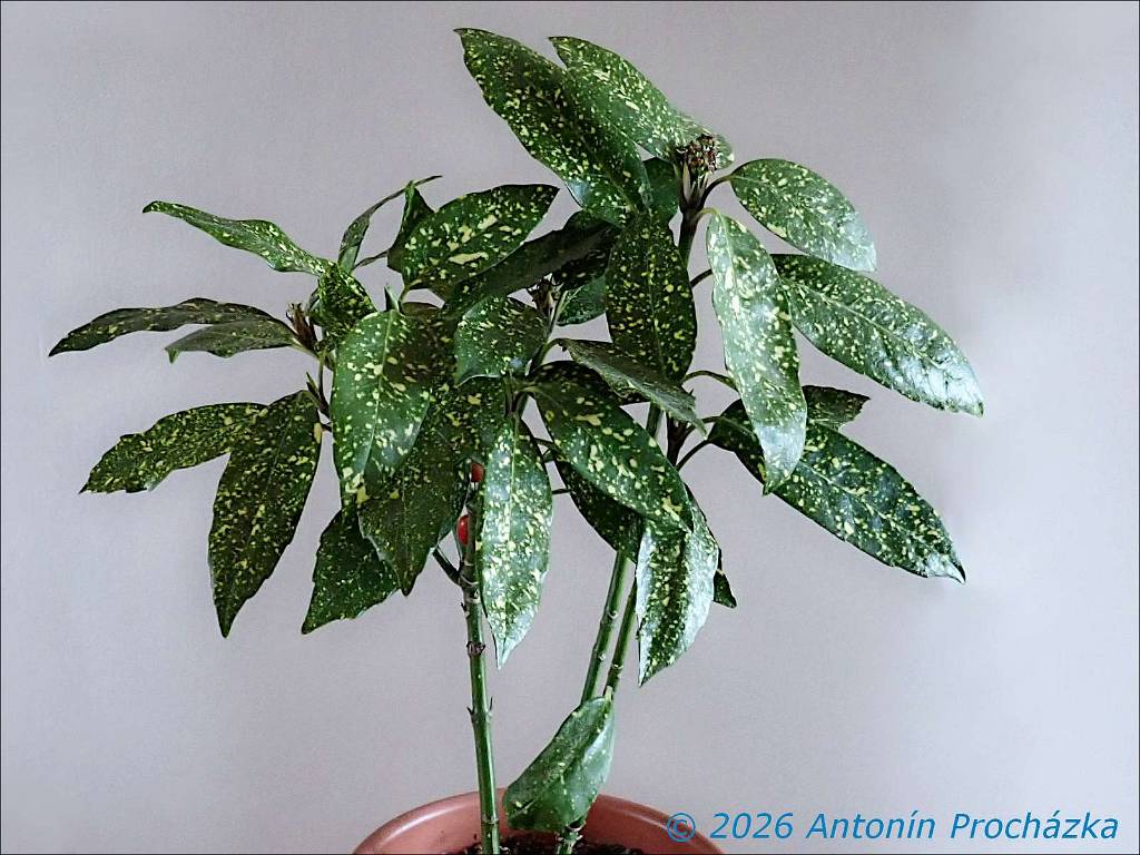 350_P3316778w.JPG - Aukuba japonská (Aucuba japonica). Stálezelený keř z čeledi garyovitých (Garryaceae) pochází z vlhkých lesů a křovin východní Asie. Můžeme se setkat s názvy jako vavřín skvrnitý, japonský vavřín nebo rostlina zlatého prachu.