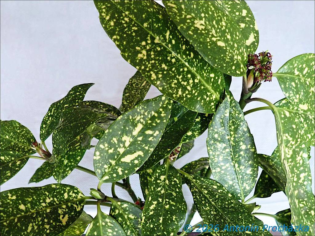 351_P3316779w.JPG - Aukuba japonská (Aucuba japonica). Stálezelený keř z čeledi garyovitých (Garryaceae) pochází z vlhkých lesů a křovin východní Asie. Můžeme se setkat s názvy jako vavřín skvrnitý, japonský vavřín nebo rostlina zlatého prachu.