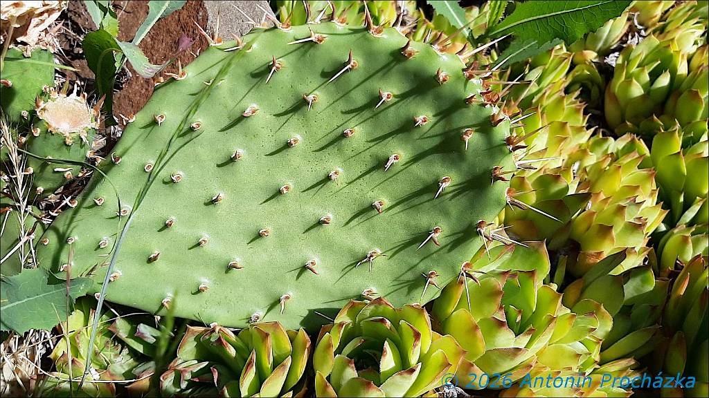 352_20260621_095753w.jpg - Opuncie (Opuntia), česky též nopál, je rod rostlin z čeledi kaktusovité (Cactaceae). Tyto rostliny jsou původem z oblasti rozkládající se od Kanady až po Ohňovou zemi.Opuncie (Opuntia), česky též nopál, je rod rostlin z čeledi kaktusovité (Cactaceae). Tyto rostliny jsou původem z oblasti rozkládající se od Kanady až po Ohňovou zemi.Zdroj: cs.wikipedia.org