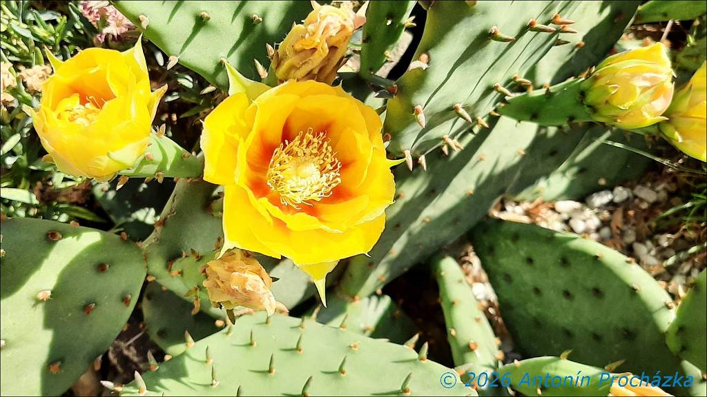354_20260621_095821w.jpg - Opuncie (Opuntia), česky též nopál, je rod rostlin z čeledi kaktusovité (Cactaceae). Tyto rostliny jsou původem z oblasti rozkládající se od Kanady až po Ohňovou zemi.Opuncie (Opuntia), česky též nopál, je rod rostlin z čeledi kaktusovité (Cactaceae). Tyto rostliny jsou původem z oblasti rozkládající se od Kanady až po Ohňovou zemi.Zdroj: cs.wikipedia.org