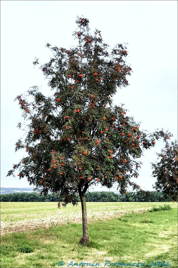 356_20260903_085116w.jpg - Jeřáb ptačí (Sorbus aucuparia), zvaný též jeřáb obecný.
