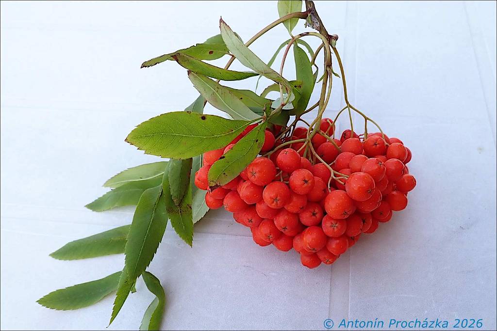 357_P8287096w.JPG - Jeřáb (Sorbus). Jeřáb moravský sladkoplodý (Sorbus aucuparia var. moravica). Větvička se zralými jeřabinami.