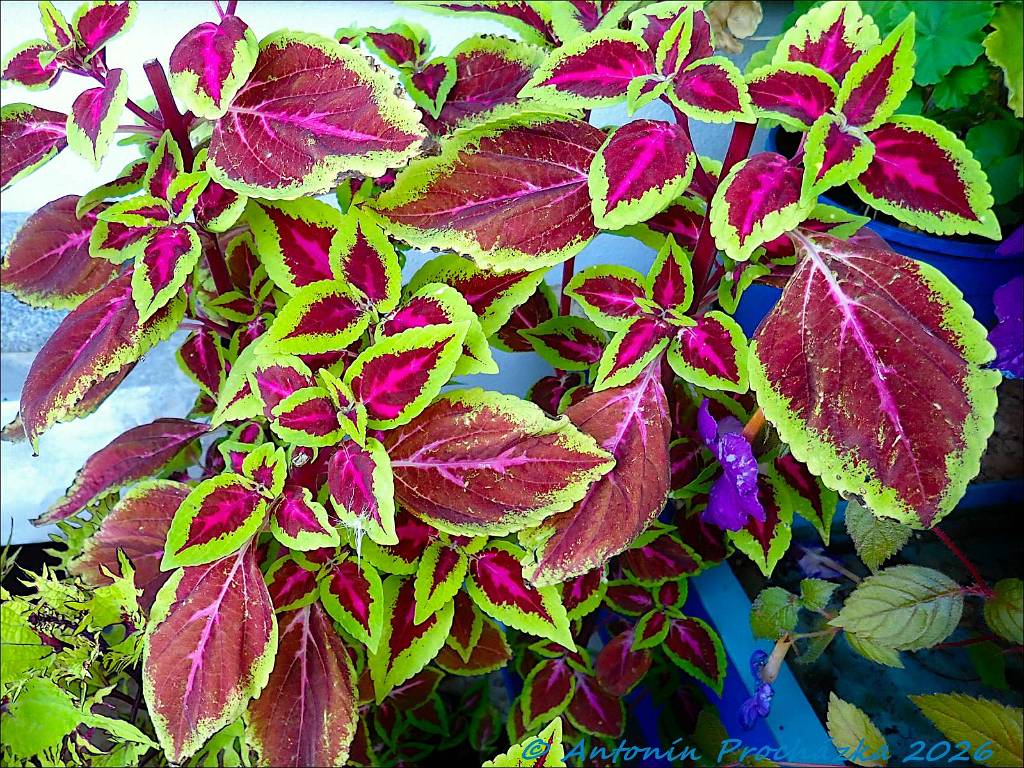 367_P9087125w.JPG - Pochvatec šišákovitý (Plectranthus scutellarioides), také nazývaný jako „barevná“ nebo „africká kopřiva“ nebo coleus je celosvětově oblíben jako okrasná rostlina, především pro své pestře zbarvené listy.