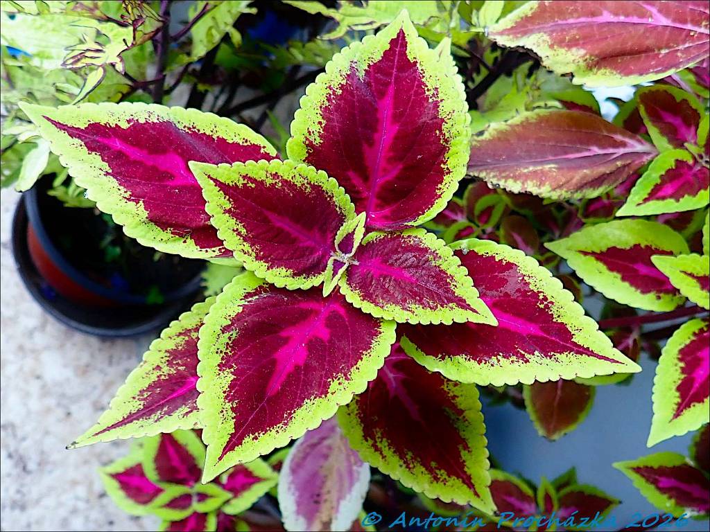 368_P9087124w.JPG - Pochvatec šišákovitý (Plectranthus scutellarioides), také nazývaný jako „barevná“ nebo „africká kopřiva“ nebo coleus je celosvětově oblíben jako okrasná rostlina, především pro své pestře zbarvené listy.
