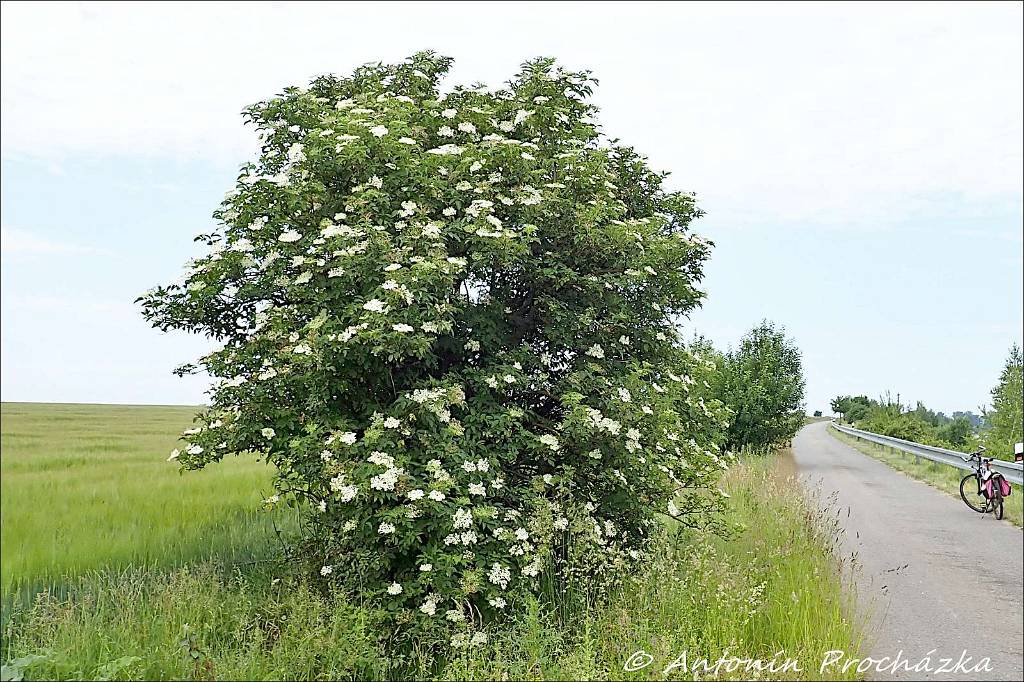 371_P6131808-wu.jpg - Bez černý (Sambucus nigra) – keř je v Čechách BEZ a na Moravě CHEBZ, CHEBZÍ či PUKAČ. Bez je oslavován jako jedna z nejvýznamnějších bylinek českého lidového léčitelství. To potvrzuje i známé české pořekadlo: „Před heřmánkem smekni, před bezem klekni”. Pro jeho léčivé účinky kdysi dostávali novomanželé jednu rostlinku svatebním darem.