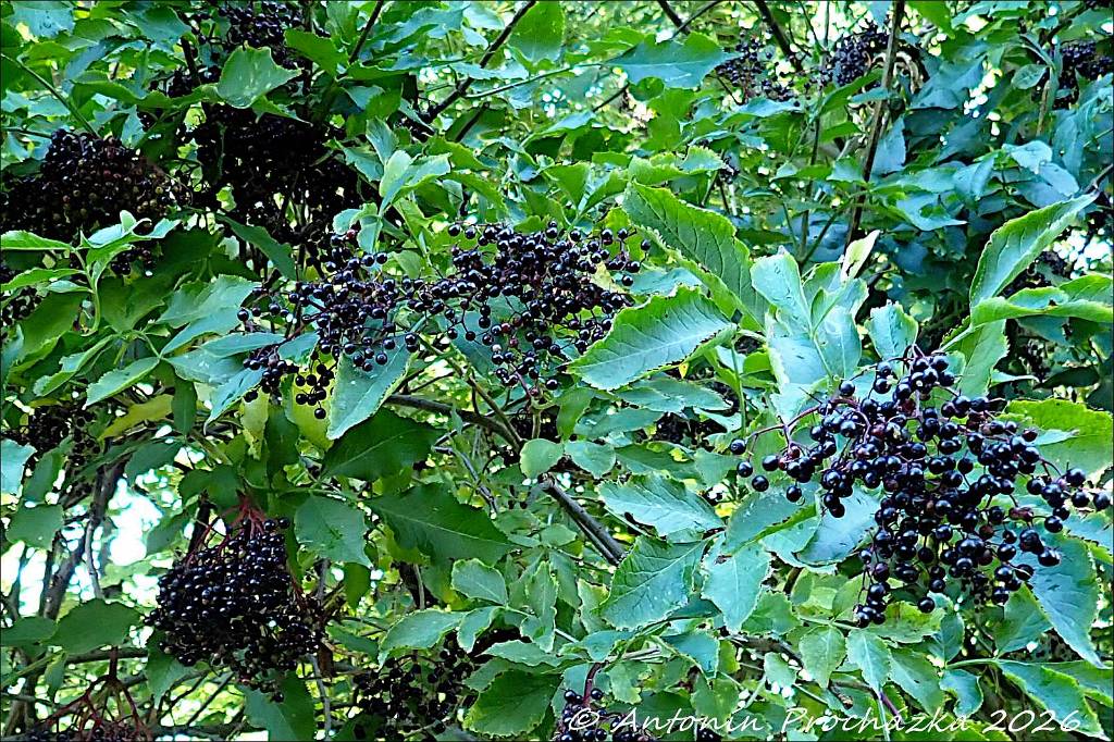 373_P9157142w.jpg - Bez černý (Sambucus nigra) – pro označení plodů se používají jména bezinky, chebzinky, kozičky, smradinky, kozinky či hural. Bezinky (plody a květy černého bezu) jsou skvělé na podporu imunity, při nachlazení, chřipce a bolestech hlavy nebo kloubů. Tradičně se používají při migrénách, zánětech trojklanného nervu nebo revmatismu. Čerstvé plody se nedoporučuje konzumovat.