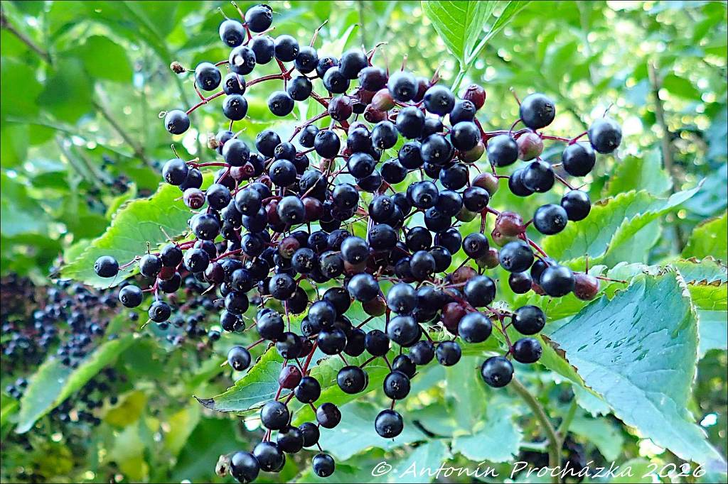 374_P9157143w.jpg - Bez černý (Sambucus nigra) – pro označení plodů se používají jména bezinky, chebzinky, kozičky, smradinky, kozinky či hural. Bezinky (plody a květy černého bezu) jsou skvělé na podporu imunity, při nachlazení, chřipce a bolestech hlavy nebo kloubů. Tradičně se používají při migrénách, zánětech trojklanného nervu nebo revmatismu. Čerstvé plody se nedoporučuje konzumovat.