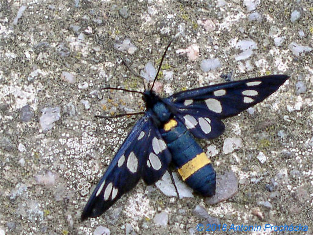 001_P6194906uc.jpg - 19. 6. 2018 Ivanovice na Hané. Běloskvrnáč pampeliškový (Amata phegea nebo Syntomis phegea) je denní motýl z čeledi Přástevníkovitých. V České republice se vyskytuje místy.