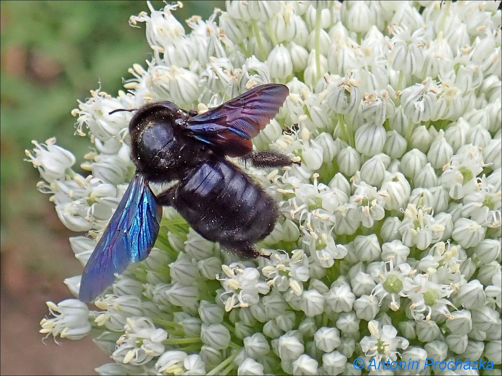 030_P6211147w.jpg - Drvodělka fialová (Xylocopa violacea). Patří k největším příslušníkům čeledi včelovitých, některé druhy dosahují délky až 3 cm a jsou významnými opylovači.
