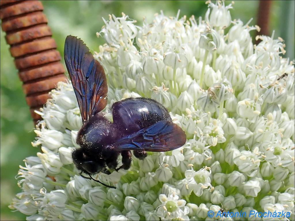 031_P6211148w.jpg - Drvodělka fialová (Xylocopa violacea). Patří k největším příslušníkům čeledi včelovitých, některé druhy dosahují délky až 3 cm a jsou významnými opylovači.