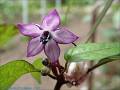 335_P5236005w_chilli_orozco