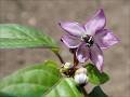336_P5236008w_chilli_orozco