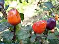 339_P7216240w_chilli_orozco
